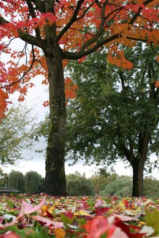 Fall Foliage in John Hendry Park, Vancouver, BC.